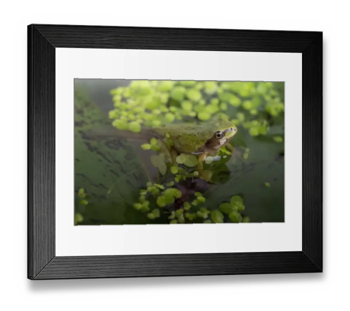 Framed Print : A Pacific Tree tadpole which has sprouted legs and arms, but still has a tail