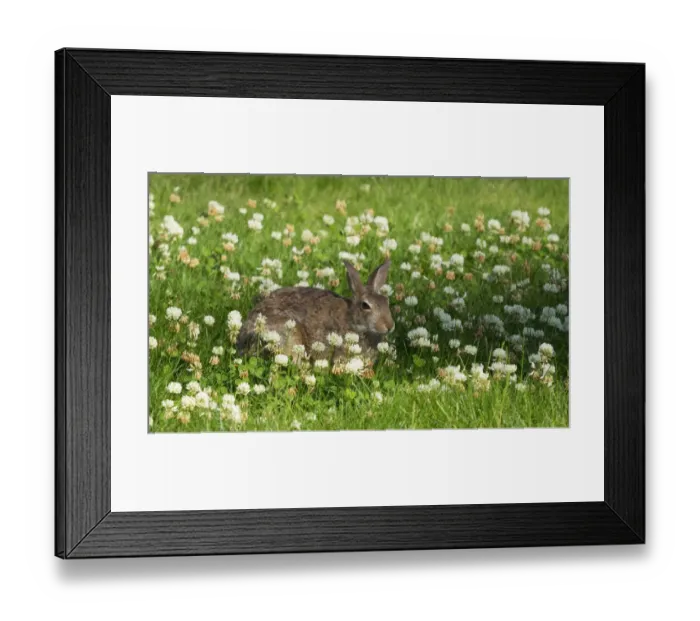Framed Print : Washington State. Eastern cottontail sitting in clover Framed Print : Washington State. Eastern cottontail sitting in clover