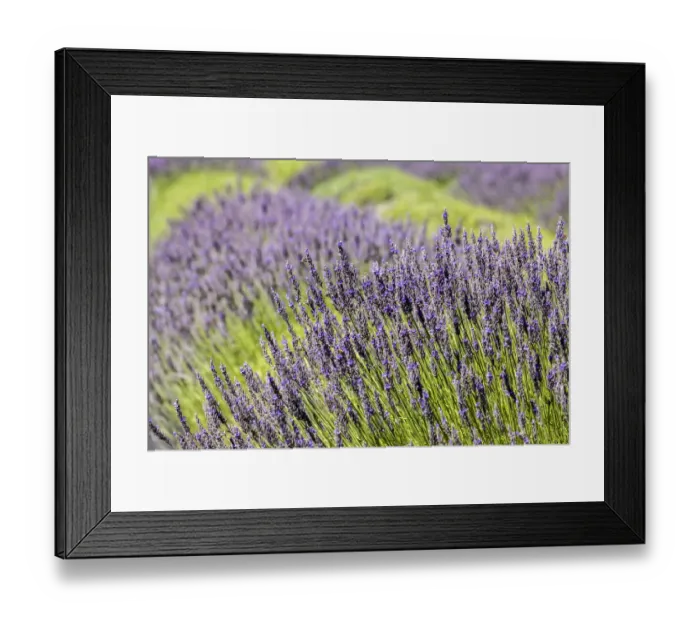 Framed Print : San Juan Island, Washington, USA. Lavender Farm Framed Print : San Juan Island, Washington, USA. Lavender Farm