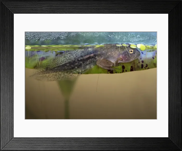 Framed Print : Issaquah, Washington, USA. A Pacific Tree tadpole which has sprouted legs and arms