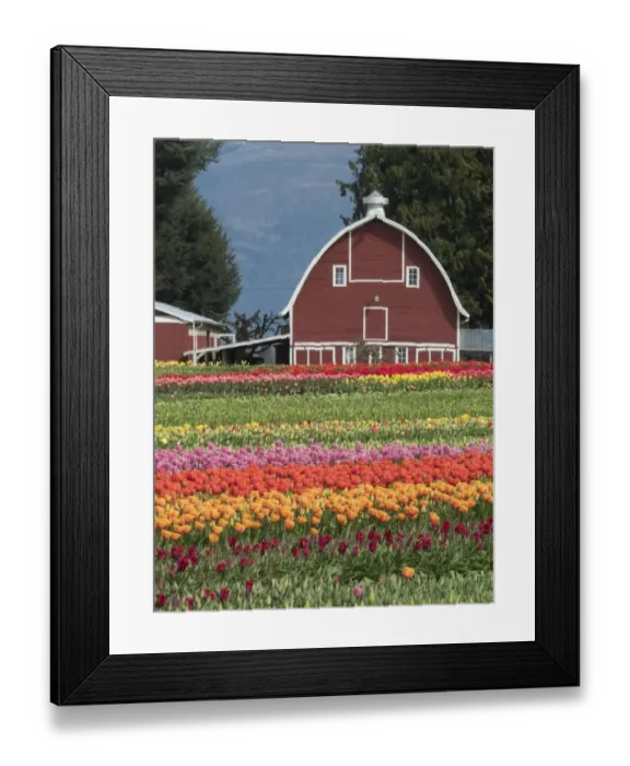 Framed Print : USA, Washington State, Mt. Vernon. Barn and fields with rows of tulips Framed Print : USA, Washington State, Mt. Vernon. Barn and fields with rows of tulips