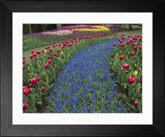Framed Print : USA, Washington State, Mt. Vernon. River of blue Muscari Framed Print : USA, Washington State, Mt. Vernon. River of blue Muscari