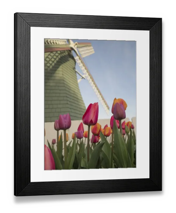 Framed Print : USA, Washington State, Mt. Vernon. Skagit Valley Tulip Festival. Tulips with windmill Framed Print : USA, Washington State, Mt. Vernon. Skagit Valley Tulip Festival. Tulips with windmill