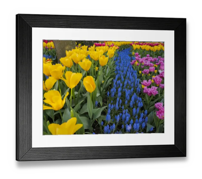 Framed Print : USA, Washington State, Mt. Vernon. River of blue Muscari