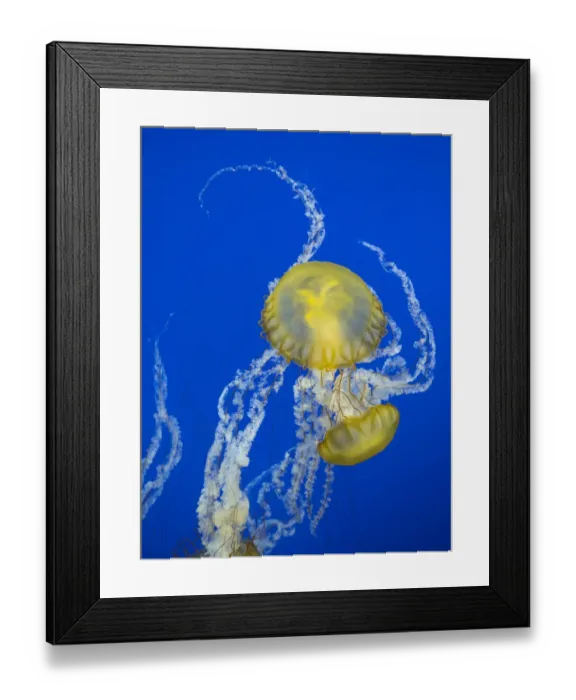 Framed Print : USA, Washington State, Tacoma, Point Defiance Zoo. Jellyfish in tank