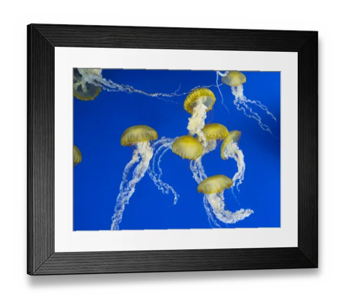 Framed Print : USA, Washington State, Tacoma, Point Defiance Zoo. Jellyfish in tank Framed Print : USA, Washington State, Tacoma, Point Defiance Zoo. Jellyfish in tank