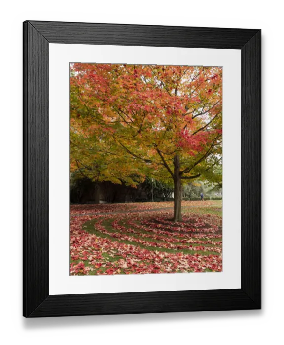 Framed Print : Usa, Washington State, Seattle, University of Washington Framed Print : Usa, Washington State, Seattle, University of Washington