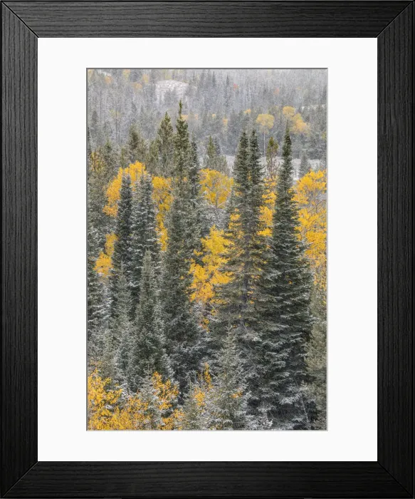 Framed Print : Autumn aspen gold colors and early snowfall, Grand Teton National Park, Wyoming