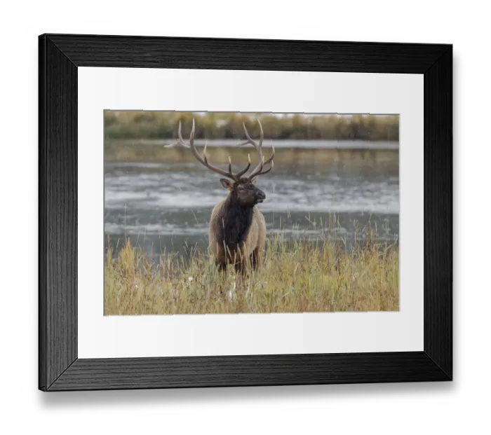 Framed Print : Bull elk, or wapiti, Yellowstone National Park, Wyoming
