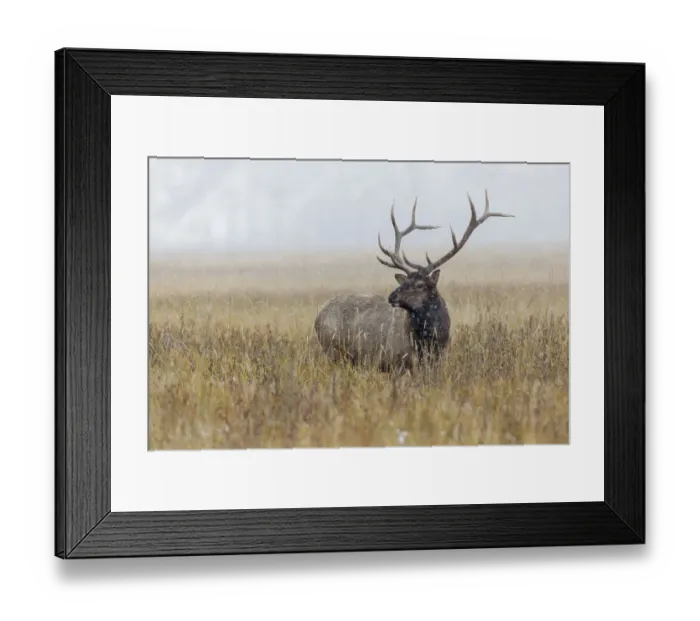 Framed Print : Bull elk, or wapiti, Yellowstone National Park, Wyoming Framed Print : Bull elk, or wapiti, Yellowstone National Park, Wyoming