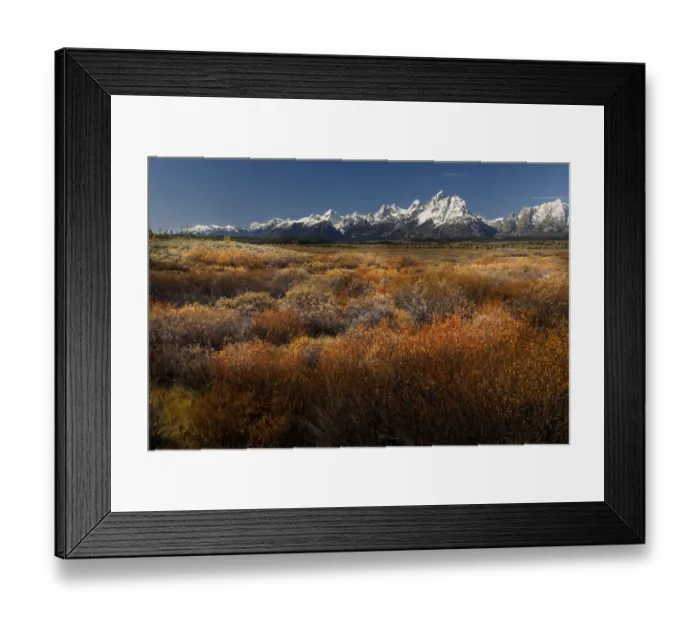 Framed Print : Autumn willows and Teton range, Grand Teton National Park, Wyoming Framed Print : Autumn willows and Teton range, Grand Teton National Park, Wyoming