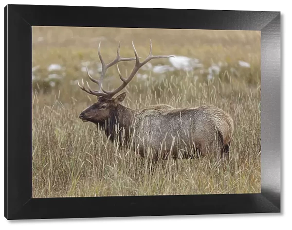 Bull elk, or wapiti, Yellowstone National Park, Wyoming