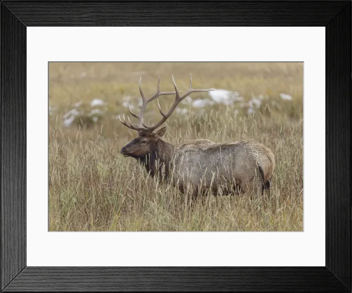 Framed Print : Bull elk, or wapiti, Yellowstone National Park, Wyoming Framed Print : Bull elk, or wapiti, Yellowstone National Park, Wyoming