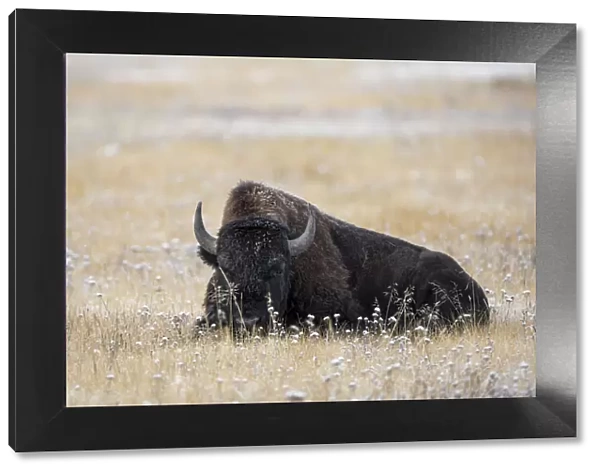 American Bison in meadow with light dusting of snow, Yellowstone National Park, Wyoming