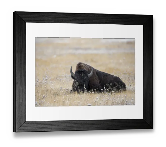 Framed Print : American Bison in meadow with light dusting of snow, Yellowstone National Park, Wyoming Framed Print : American Bison in meadow with light dusting of snow, Yellowstone National Park, Wyoming
