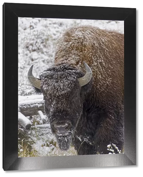 American Bison, Bison bison and light dusting of snow, Yellowstone National Park, Wyoming