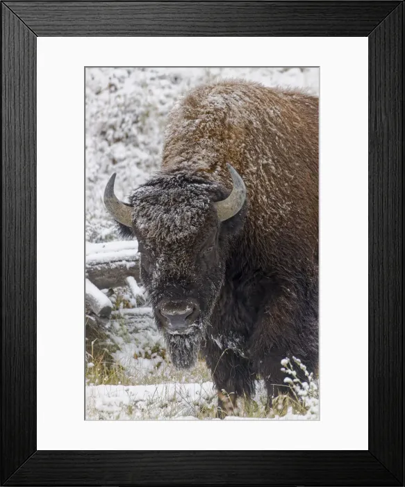 Framed Print : American Bison, Bison bison and light dusting of snow, Yellowstone National Park, Wyoming Framed Print : American Bison, Bison bison and light dusting of snow, Yellowstone National Park, Wyoming