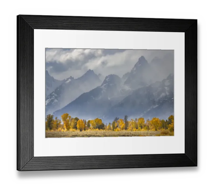 Framed Print : Cottonwood trees in autumn color in front of Teton Range, Grand Teton National Park Framed Print : Cottonwood trees in autumn color in front of Teton Range, Grand Teton National Park