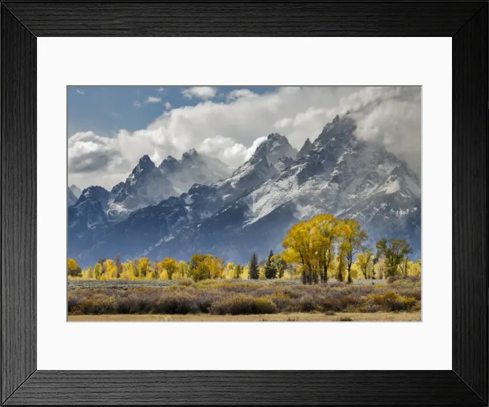 Framed Print : Cottonwood trees in autumn color in front of Teton Range, Grand Teton National Park
