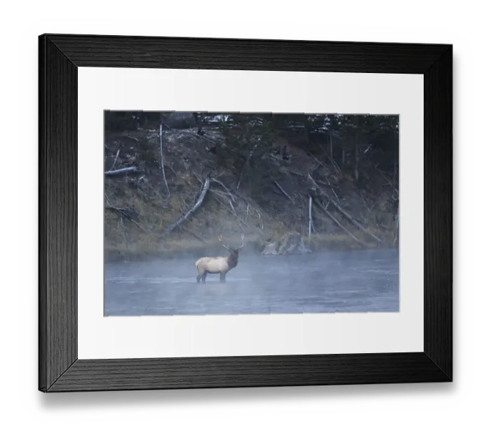 Framed Print : Bull elk or wapiti, Madison River, Yellowstone National Park, Wyoming Framed Print : Bull elk or wapiti, Madison River, Yellowstone National Park, Wyoming