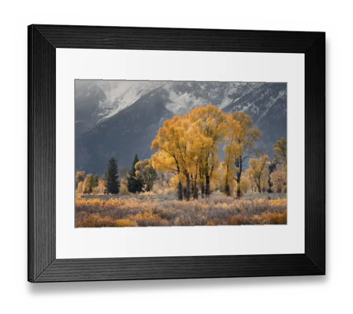 Framed Print : Cottonwood trees in autumn color in front of Teton Range, Grand Teton National Park