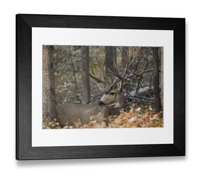 Framed Print : Male mule deer, Grand Teton National Park, Wyoming Framed Print : Male mule deer, Grand Teton National Park, Wyoming