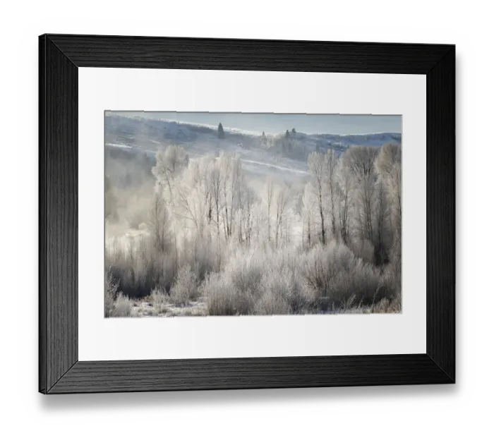 Framed Print : Frost covered trees at sunrise, Grand Teton National Park, Wyoming