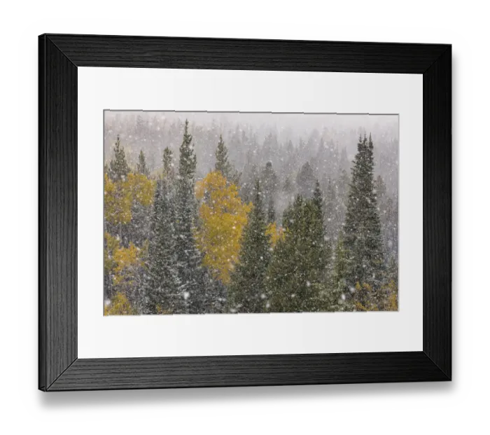 Framed Print : Autumn aspen gold colors and early snowfall, Grand Teton National Park, Wyoming Framed Print : Autumn aspen gold colors and early snowfall, Grand Teton National Park, Wyoming