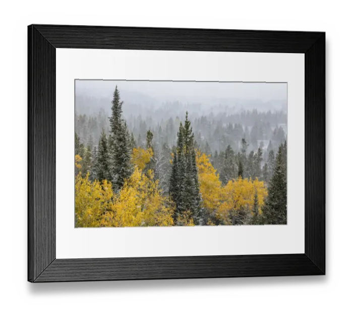 Framed Print : Autumn aspen gold colors and early snowfall, Grand Teton National Park, Wyoming Framed Print : Autumn aspen gold colors and early snowfall, Grand Teton National Park, Wyoming