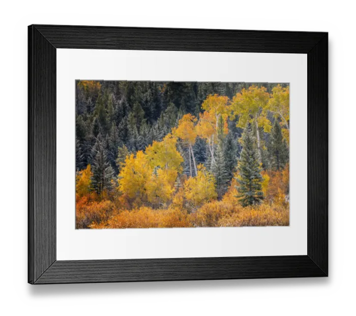 Framed Print : Autumn aspen gold colors and early snowfall, Grand Teton National Park, Wyoming Framed Print : Autumn aspen gold colors and early snowfall, Grand Teton National Park, Wyoming