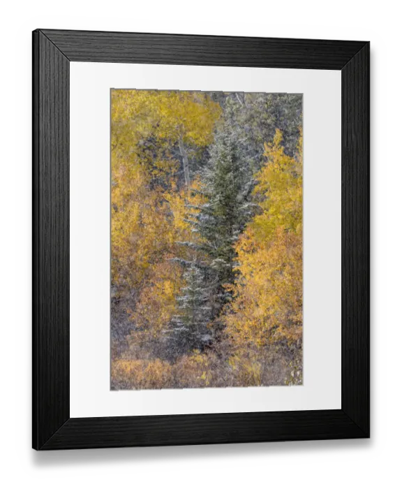 Framed Print : Autumn aspen gold colors and early snowfall, Grand Teton National Park, Wyoming