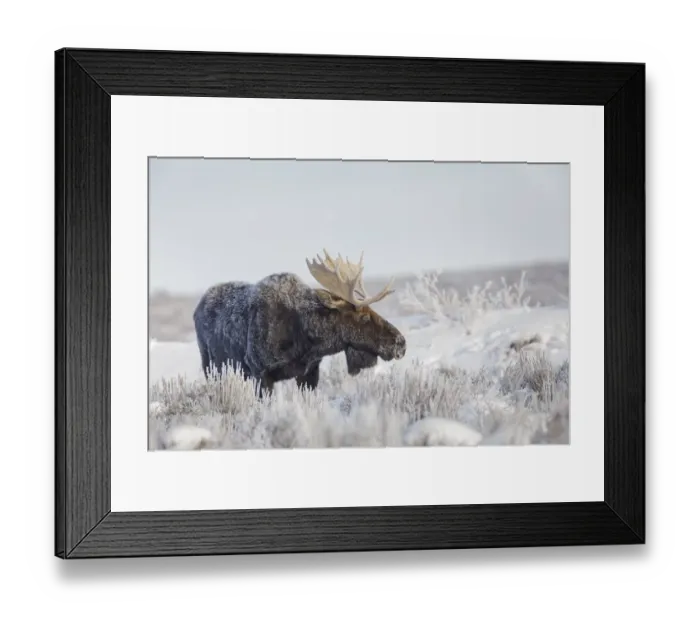 Framed Print : Bull moose on frosty cold morning in meadow, Grand Teton National Park, Wyoming Framed Print : Bull moose on frosty cold morning in meadow, Grand Teton National Park, Wyoming