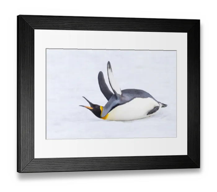 Framed Print : Southern Ocean, South Georgia. A king penguin flaps its flippers