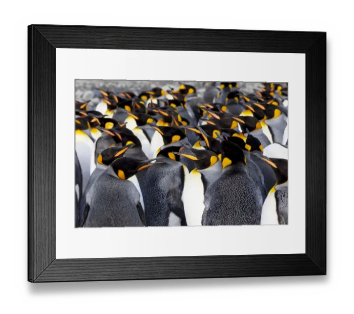 Framed Print : Southern Ocean, South Georgia. Picture of a group of king penguins Framed Print : Southern Ocean, South Georgia. Picture of a group of king penguins