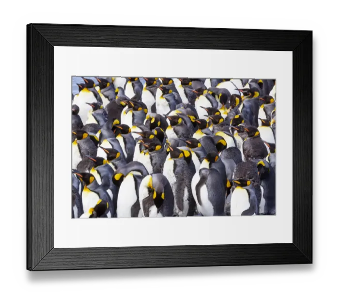 Framed Print : Southern Ocean, South Georgia. View of a group of molting adults