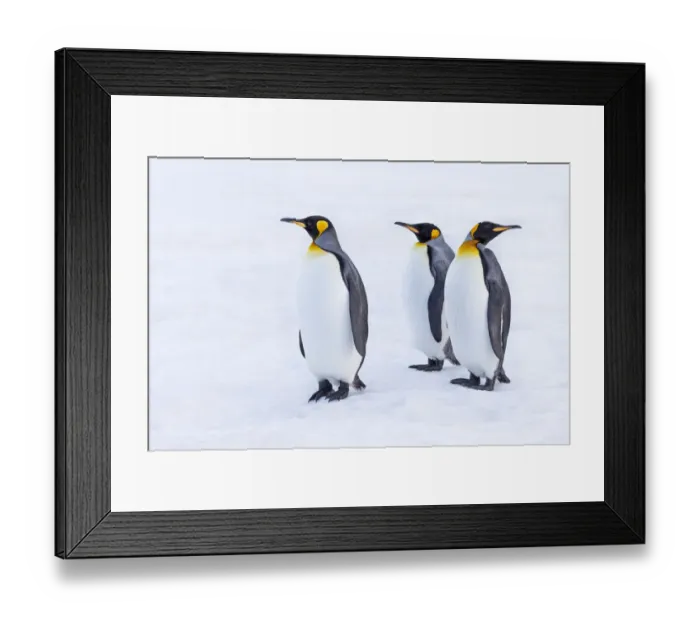 Framed Print : Southern Ocean, South Georgia. Portrait of king penguins in the snow Framed Print : Southern Ocean, South Georgia. Portrait of king penguins in the snow
