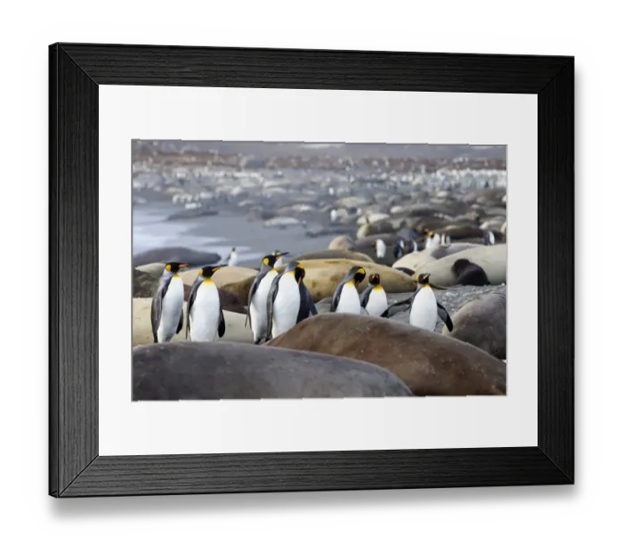 Framed Print : Southern Ocean, South Georgia. A group of king penguins find their way through