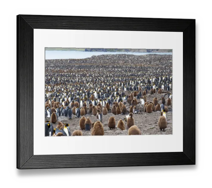 Framed Print : Southern Ocean, South Georgia, St. Andrews Bay. Adults interspersed with chicks Framed Print : Southern Ocean, South Georgia, St. Andrews Bay. Adults interspersed with chicks