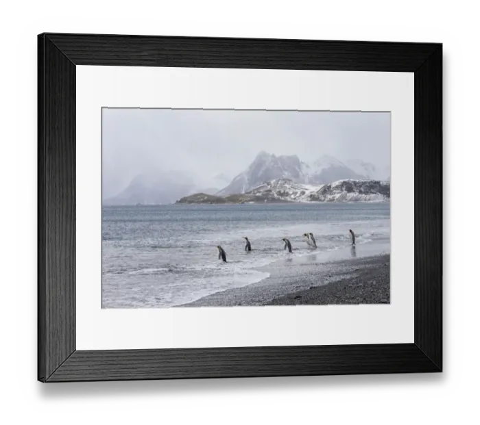 Framed Print : Southern Ocean, South Georgia, Salisbury Plain. After a snowfall Framed Print : Southern Ocean, South Georgia, Salisbury Plain. After a snowfall