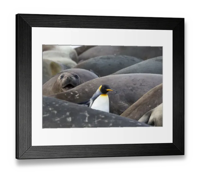 Framed Print : Southern Ocean, South Georgia. A king penguin finds its way through the elephant seals Framed Print : Southern Ocean, South Georgia. A king penguin finds its way through the elephant seals