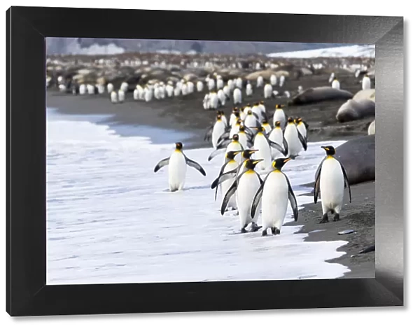 Southern Ocean, South Georgia. A large group of king penguins walk at the edge of