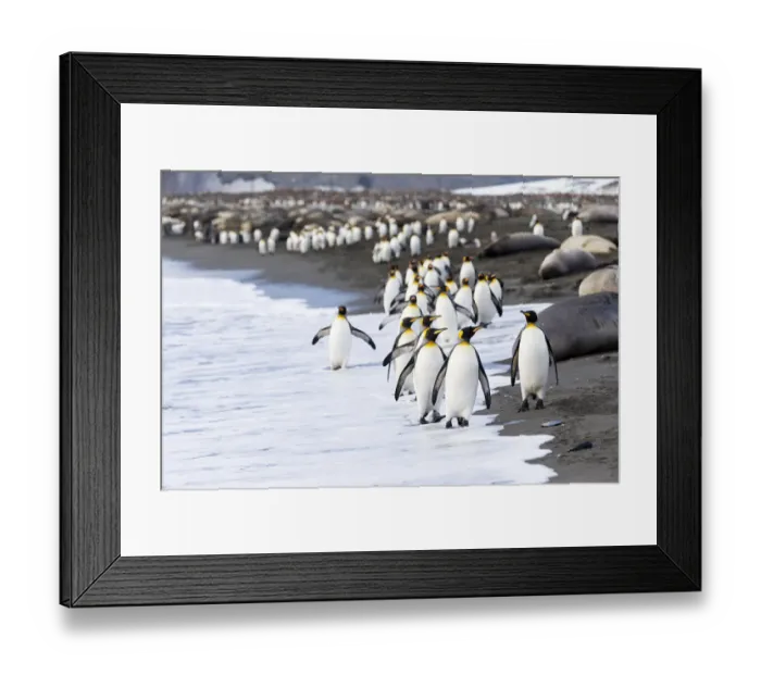 Framed Print : Southern Ocean, South Georgia. A large group of king penguins walk at the edge of