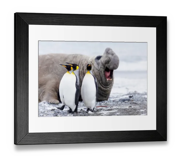 Framed Print : Southern Ocean, South Georgia, Salisbury Plain, king penguin, southern elephant seal Framed Print : Southern Ocean, South Georgia, Salisbury Plain, king penguin, southern elephant seal