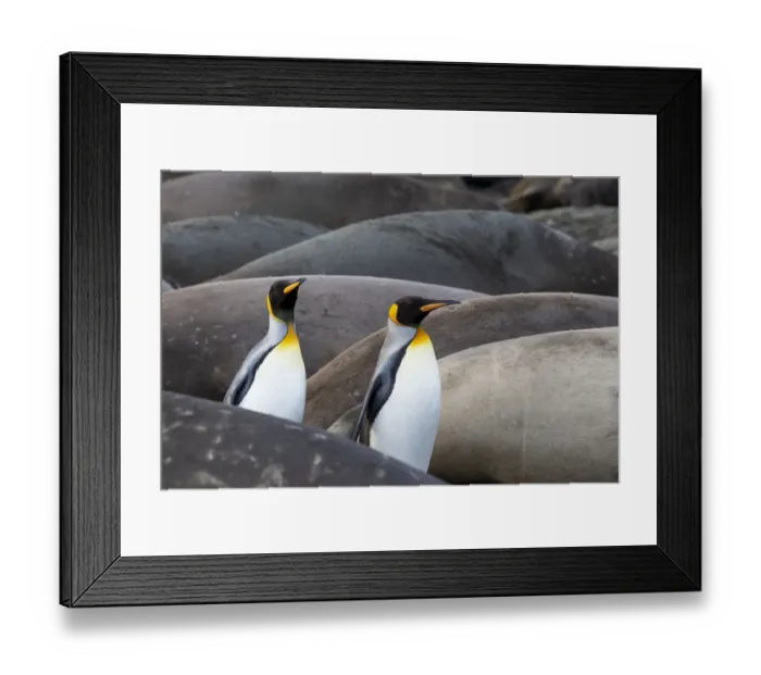 Framed Print : Southern Ocean, South Georgia. King penguins find their way through the elephant seals
