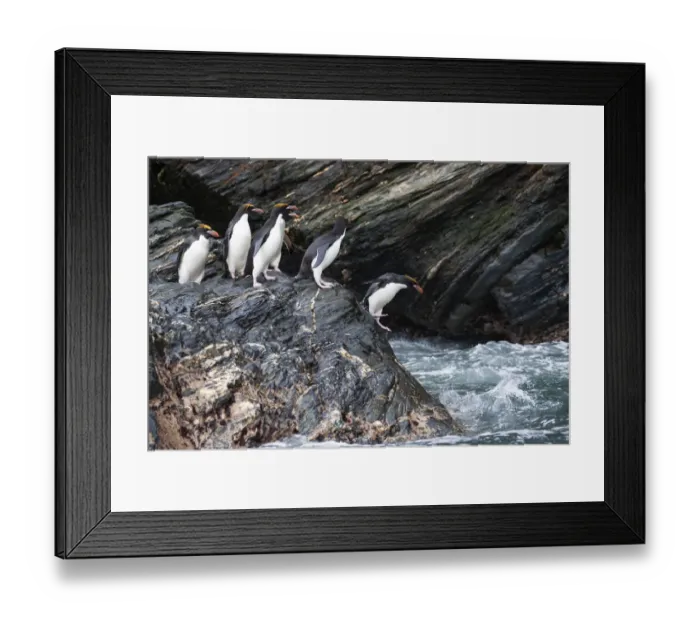Framed Print : Southern Ocean, South Georgia, Cooper Bay. Macaroni penguins stand on a rocky outcrop