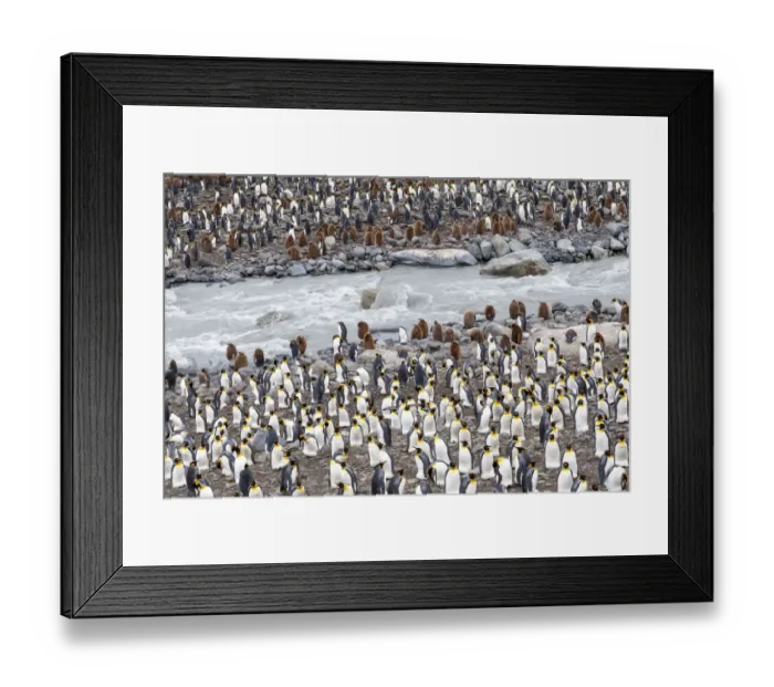 Framed Print : Southern Ocean, South Georgia, St. Andrews Bay. A meltwater river flows through Framed Print : Southern Ocean, South Georgia, St. Andrews Bay. A meltwater river flows through