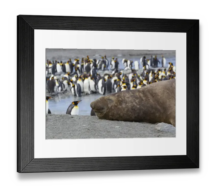 Framed Print : Southern Ocean, South Georgia. A large elephant seal bull lies in the midst of many Framed Print : Southern Ocean, South Georgia. A large elephant seal bull lies in the midst of many