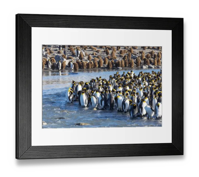Framed Print : Southern Ocean, South Georgia, St. Andrews Bay. Adult king penguins stand together Framed Print : Southern Ocean, South Georgia, St. Andrews Bay. Adult king penguins stand together