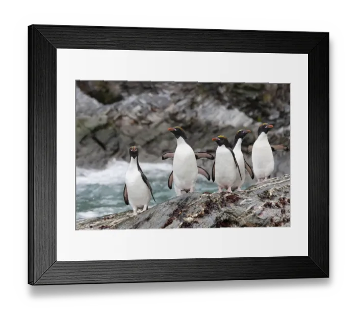Framed Print : Southern Ocean, South Georgia, Cooper Bay, macaroni penguin Framed Print : Southern Ocean, South Georgia, Cooper Bay, macaroni penguin