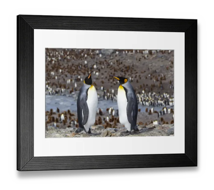 Framed Print : Southern Ocean, South Georgia. Two adult penguins stand overlooking the colony with fewer Framed Print : Southern Ocean, South Georgia. Two adult penguins stand overlooking the colony with fewer